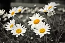 Daisy flowers.jpg