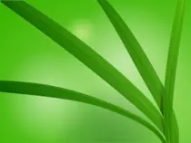 palm.png