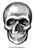 imagenes/calavera.jpg