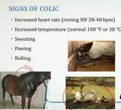 colic horses.jpg