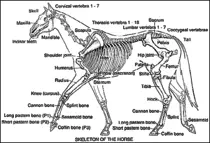horse anatomy.gif
