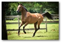 horse.png