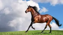 horse2.jpg
