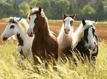 horses.jpg
