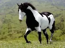 pretty horse.jpg