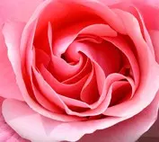 img/rose-793759_640.jpg