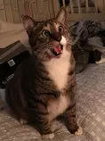 gato.jpg