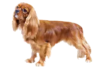 DOGS/c-dog/CavalierKingCharlesSpaniels_cutout_-_Copy.png
