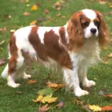 DOGS/c-dog/CavalierKingCharlesThumb.jpg