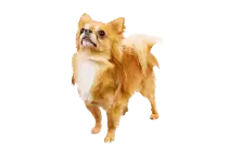 DOGS/c-dog/Chihuahua_cutout.png