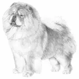 DOGS/c-dog/Chow-Chow.jpg
