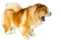 DOGS/c-dog/ChowChow_cutout_-_Copy.png