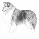 DOGS/c-dog/Rough-Collie.jpg