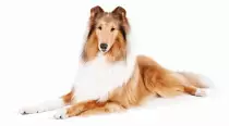 DOGS/c-dog/RoughCollie2.jpg
