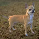 DOGS/c-dog/chihuahuaSmoothThumb.jpg