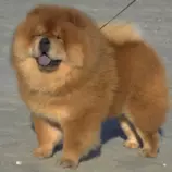 DOGS/c-dog/chowChowThumb.jpg