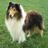DOGS/c-dog/collie_thumb_2.jpg