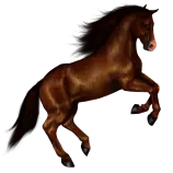 Horse-PNG-8.png