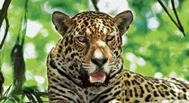 na9_uf5/jaguar.jpg