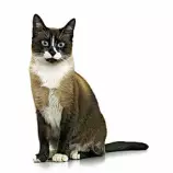 image_test/kitty.jpg