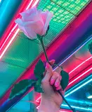pixPage/glowrose.jpg