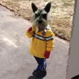 perro3.png