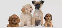 perro4.jpg