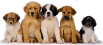 perros6.png