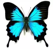 mariposa.png