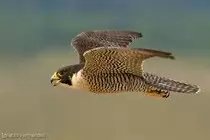 peregrino.jpg
