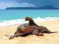 Mod02/elefante.jpg