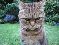 angrycat.jpg