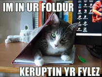 catfolder.jpg