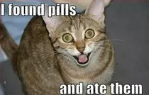 lolcats.jpg