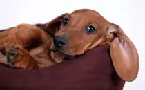 Dachshund-facts1.jpg
