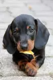 Dachshund2.jpg
