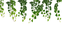 img/plantas.png