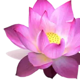 midterm project /images/china flower.png