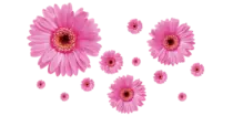 midterm project /images/petal.png