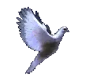 FlyingDoveAni.gif