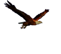 flying-eagle-ani.gif