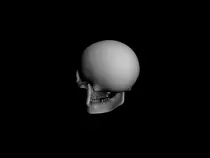 skull_render_by_rohitrajan-d36k9b0.gif