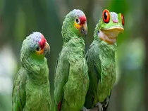 pictures/tree parrog.jpg
