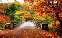 Modulo 2/P2P obligatoria/imagenes/otoño-3.jpg
