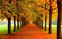 Modulo 2/P2P obligatoria/imagenes/otoño.jpg