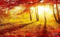 Modulo 2/P2P obligatoria/imagenes/otoño2.jpg