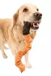 Modulo 2/Perro1.jpg