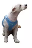 Modulo 2/Perro2.jpg