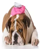 Modulo 2/Perro3.jpg