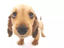 Modulo 2/Perro4.jpg